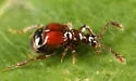 Rybaxis conjuncta - photo 3
