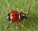 Rybaxis mystica