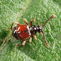 Rybaxis mystica - photo 3