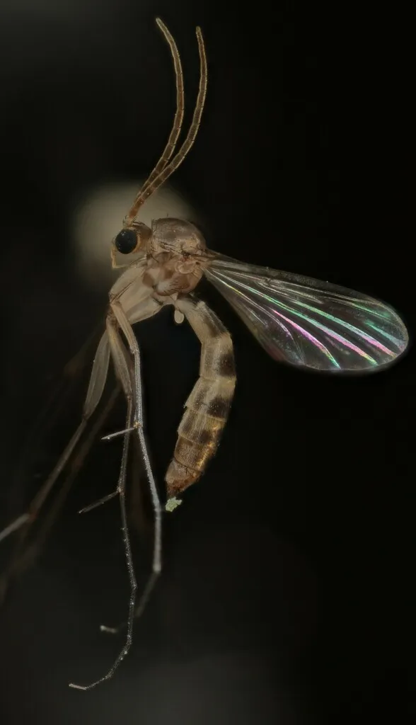Rymosia plumosa - photo 2