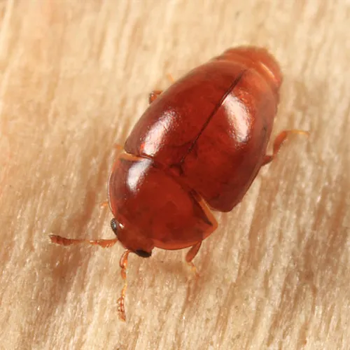Rypobius marinus - photo 3