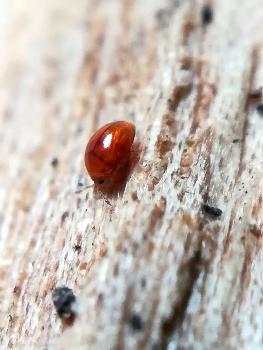 Rypobius praetermissus - photo 3