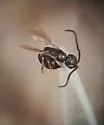 Rysepyris micidus
