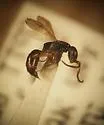 Rysepyris subtilis