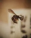 Rysepyris subtilis - photo 2