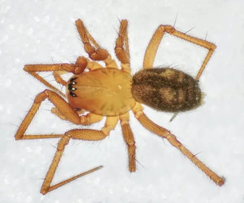 Saaristoa abnormis