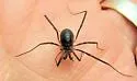 Sabacon cavicolens