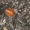 Sabacon cavicolens - photo 5