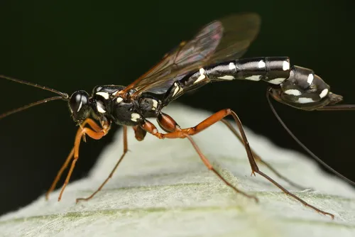 Sabre Wasp - Rhyssa persuasoria