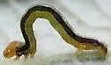 Sabulodes aegrotata - Hodges#6995