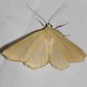 Sabulodes dissimilis - Hodges#6996