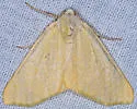 Sabulodes dissimilis - Hodges#6996 - photo 2