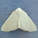 Sabulodes dissimilis - Hodges#6996 - photo 4