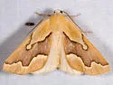 Sabulodes edwardsata - Hodges#7004 - Sabulodes edwardsata