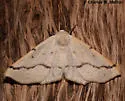 Sabulodes huachuca - Hodges#6998