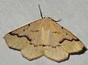 Sabulodes huachuca - Hodges#6998 - photo 2