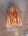 Sabulodes niveostriata - Hodges#7000