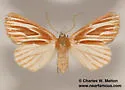 Sabulodes niveostriata - Hodges#7000 - photo 4