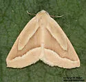 Sabulodes olifata - Hodges#7001 - photo 2