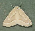 Sabulodes olifata - Hodges#7001 - photo 4