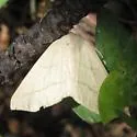 Sabulodes sericeata - Hodges#6997
