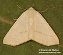 Sabulodes sericeata - Hodges#6997 - photo 2