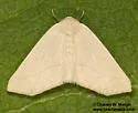 Sabulodes sericeata - Hodges#6997 - photo 4