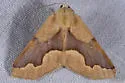 Sabulodes spoliata - Hodges#7003