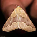 Sabulodes spoliata - Hodges#7003 - photo 2