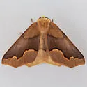 Sabulodes spoliata - Hodges#7003 - photo 5