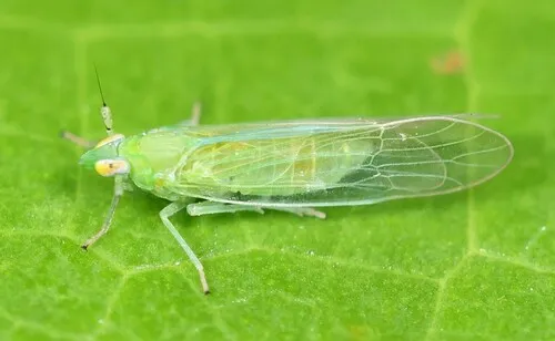 West Indian Canefly