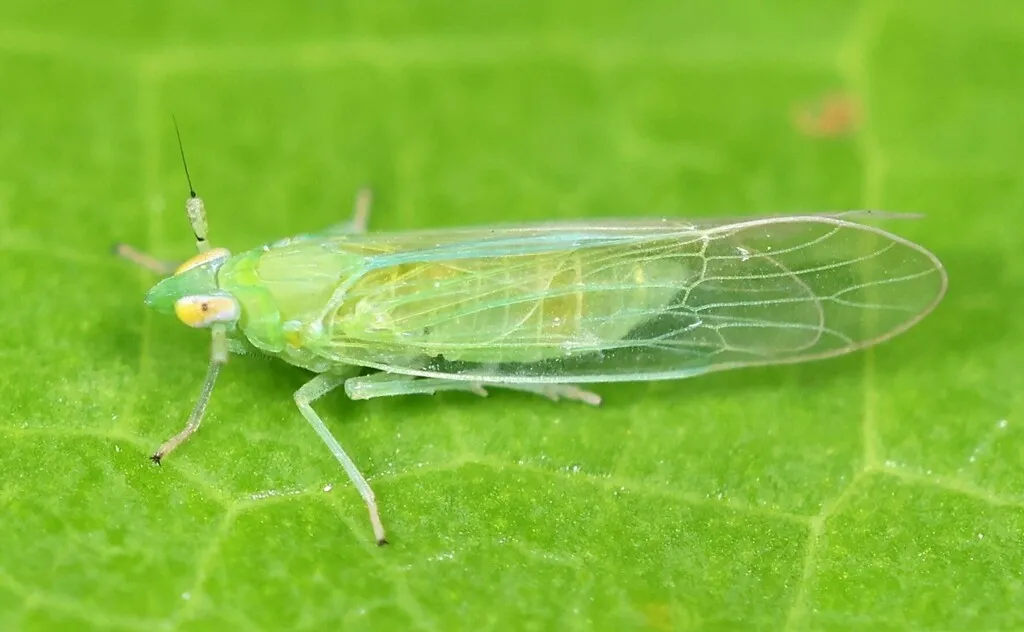 West Indian Canefly - photo 2