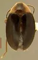Sacodes fuscipennis