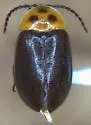 Sacodes fuscipennis - photo 2