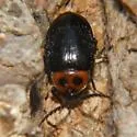 Sacodes fuscipennis - photo 3