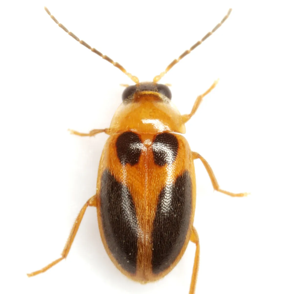 Sacodes pulchella