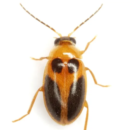 Sacodes pulchella - photo 2