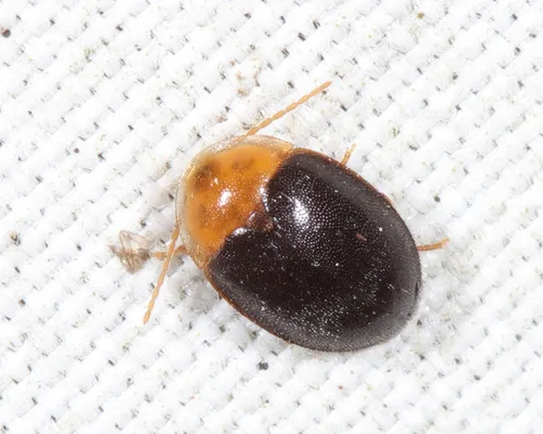 Sacodes thoracica - photo 3