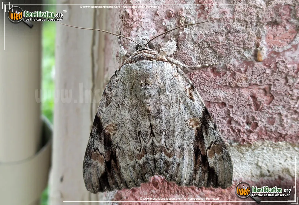 Sad Underwing Moth - Catocala maestosa
