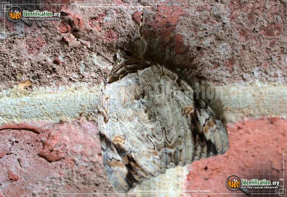 Sad Underwing Moth - photo 3