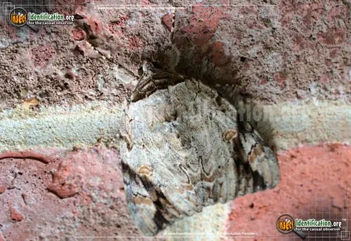 Sad Underwing Moth - photo 4