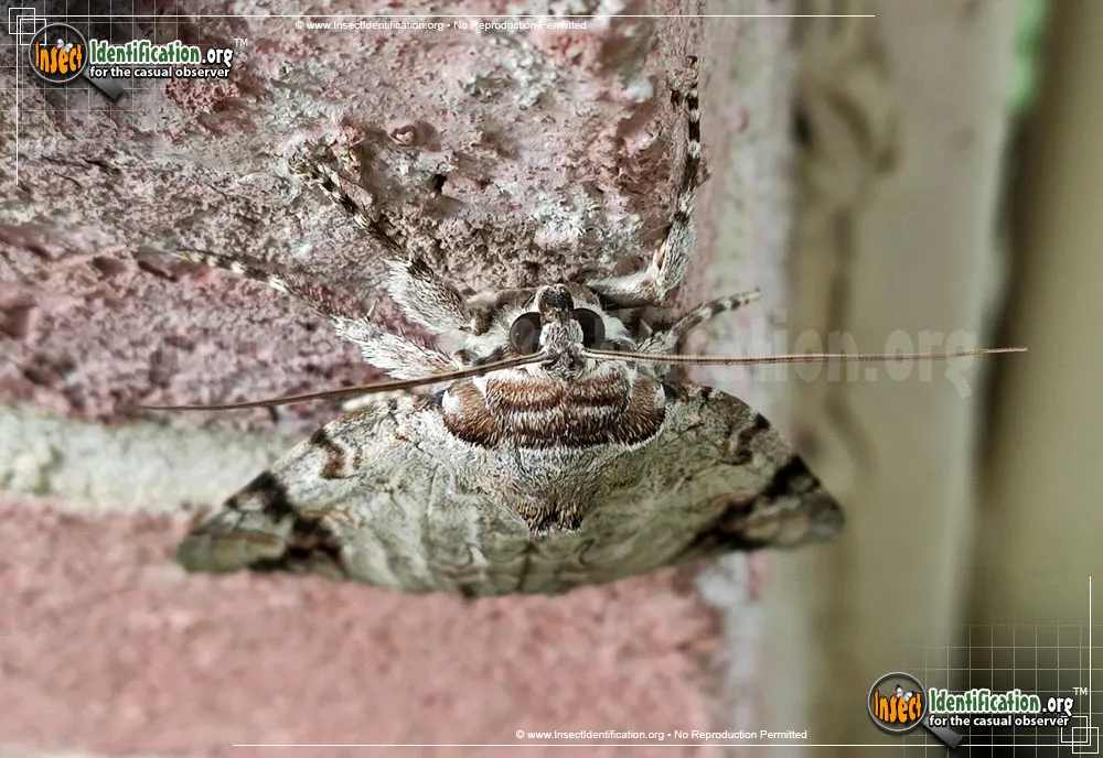 Sad Underwing Moth - photo 5