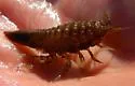 Saduria entomon
