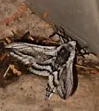Elsa's Sphinx - Hodges#7792 - photo 3
