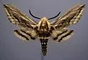 Elsa's Sphinx - Hodges#7792 - photo 4
