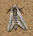 Elsa's Sphinx - Hodges#7792 - photo 5