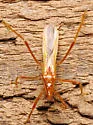 Saica elkinsi - photo 2