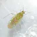 Saileria irrorata
