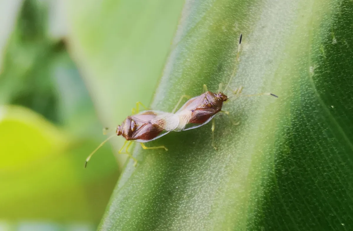 Saileriolidae - photo 3