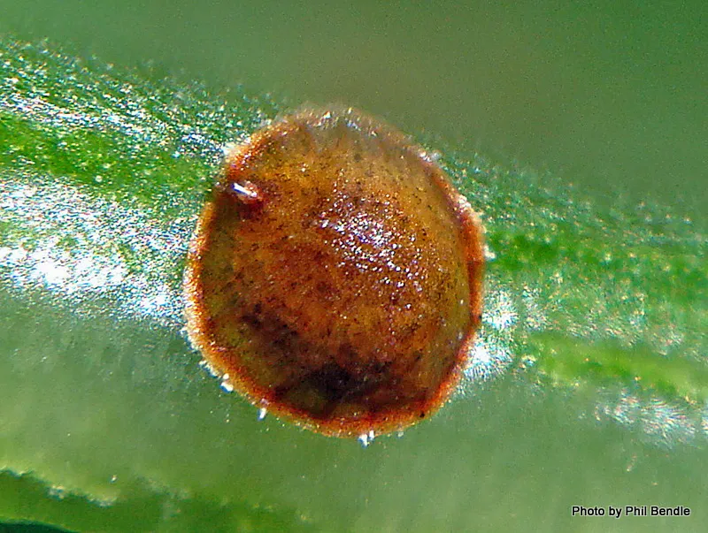 Hemispherical Scale - Saissetia coffeae